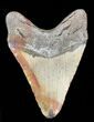 Bargain Megalodon Tooth - North Carolina #38692-2